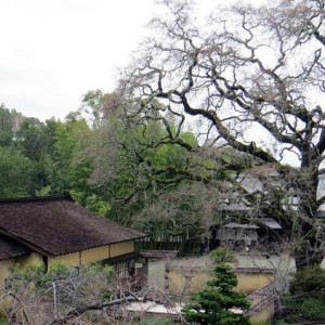 Kezurou-kai USA 2016 Los Gatos